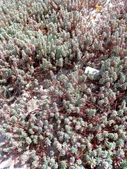 Chenolea diffusa