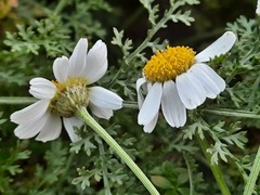 Anthemis fruticulosa