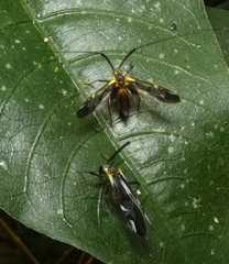 Dictyopsocus pennicornis