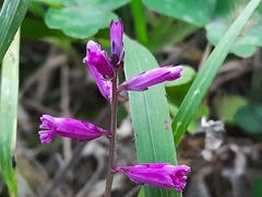 Polygala anatolica
