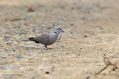 Streptopelia decaocto
