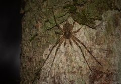Tamopsis brachycauda