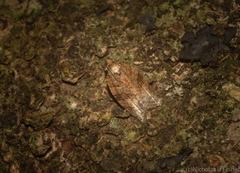 Tarachota mersana