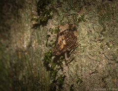 Cotylana angustifrons