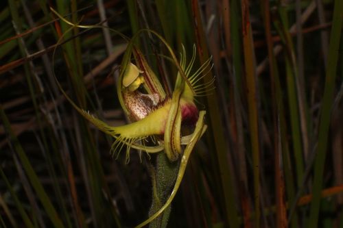 Image of Caladenia lobata by (c) Em Lamond, some rights reserved (CC BY)