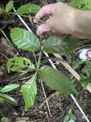 Paullinia pinnata