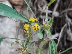 Bupleurum polyphyllum