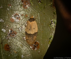 Eulechria sphaeroides