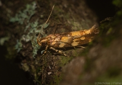 Macrobathra chrysospila