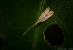 Lecithocera imprudens