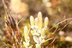 Gnephosis drummondii