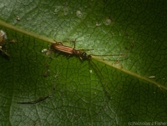 Cerobates ophthalmicus