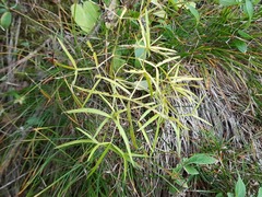 Peucedanum ruthenicum