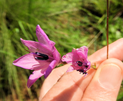 Dierama pauciflorum