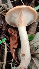 Paralepista flaccida