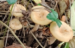 Paralepista flaccida