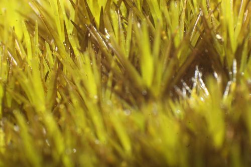 Image of Campylopus bicolor by (c) Em Lamond, some rights reserved (CC BY)