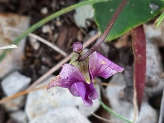 Viola somchetica