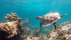 Eretmochelys imbricata