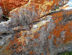 Roccellina hypomecha hypomecha