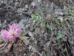 Psephellus daghestanicus