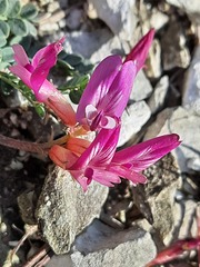 Astragalus buschiorum