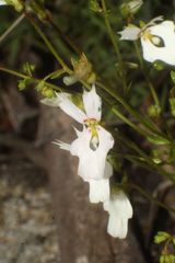 Stylidium androsaceum