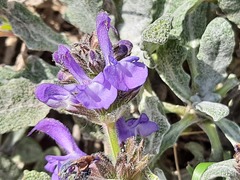 Salvia canescens