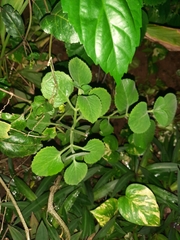 Coleus amboinicus