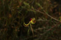 Caladenia lobata