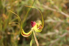 Caladenia lobata