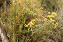 Caladenia lobata