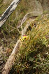 Caladenia lobata