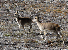 Procapra picticaudata