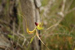 Caladenia lobata