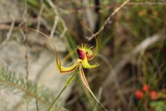 Caladenia lobata