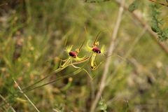 Caladenia lobata