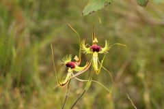 Caladenia lobata