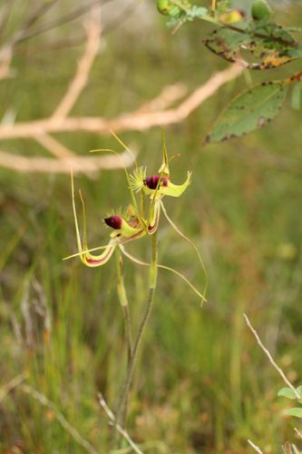 Image of Caladenia lobata by (c) Em Lamond, some rights reserved (CC BY)
