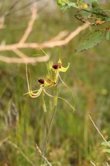 Caladenia lobata