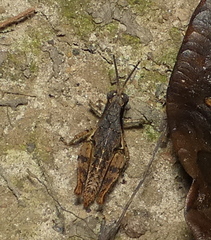 Eujivarus meridionalis