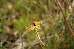 Caladenia lobata