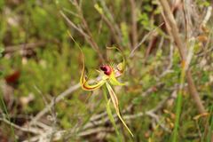 Caladenia lobata