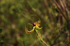 Caladenia lobata
