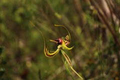 Caladenia lobata