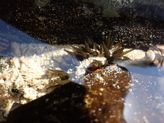 Aulactinia