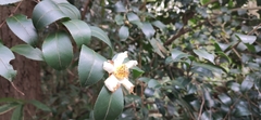 Theaceae
