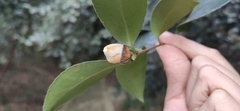 Theaceae