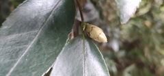 Theaceae