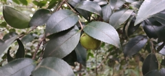 Theaceae